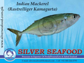 Indian-Mackerel