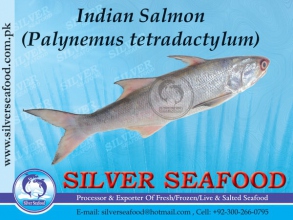 Indian-Salmon