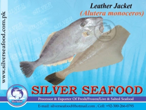 Leather-Jacket-fish