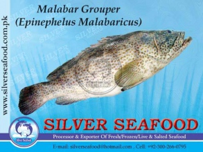 Malabar-Grouper