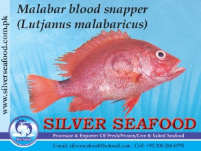 Malabar-blood-snapper