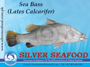Sea-Bass