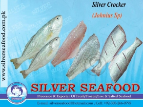 Silver-Croaker