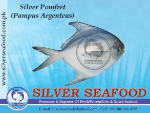 Silver-Pomfret
