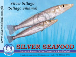 Silver-Sillago