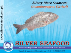 Silvery-Black-Seabream