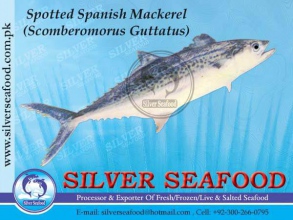 Spotted-Spanish-Mackerel