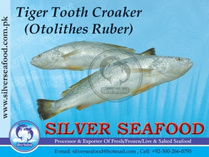 Tiger-Tooth-Croaker