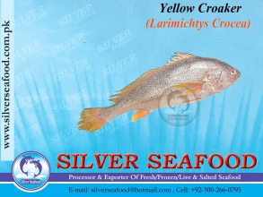 Yellow-Croaker-1
