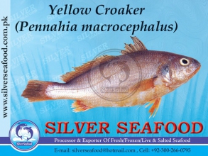 Yellow-Croaker