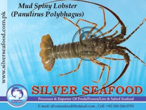 Mud-Spiny-Lobster