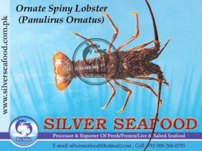 Ornate-Spiny-Lobster