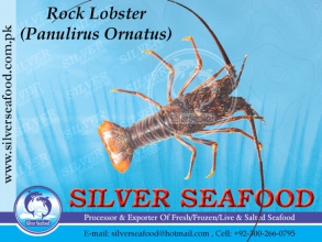 Rock-LobsterPanulirus-Ornatus